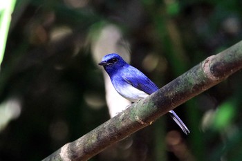 Hainan Blue Flycatcher