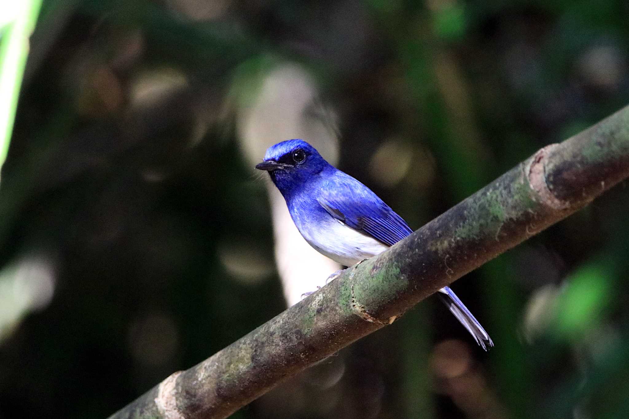 Photo of Hainan Blue Flycatcher at Cat Tien National Park by とみやん