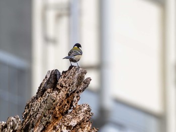 シジュウカラ 栃木県小山市 2024年3月7日(木)