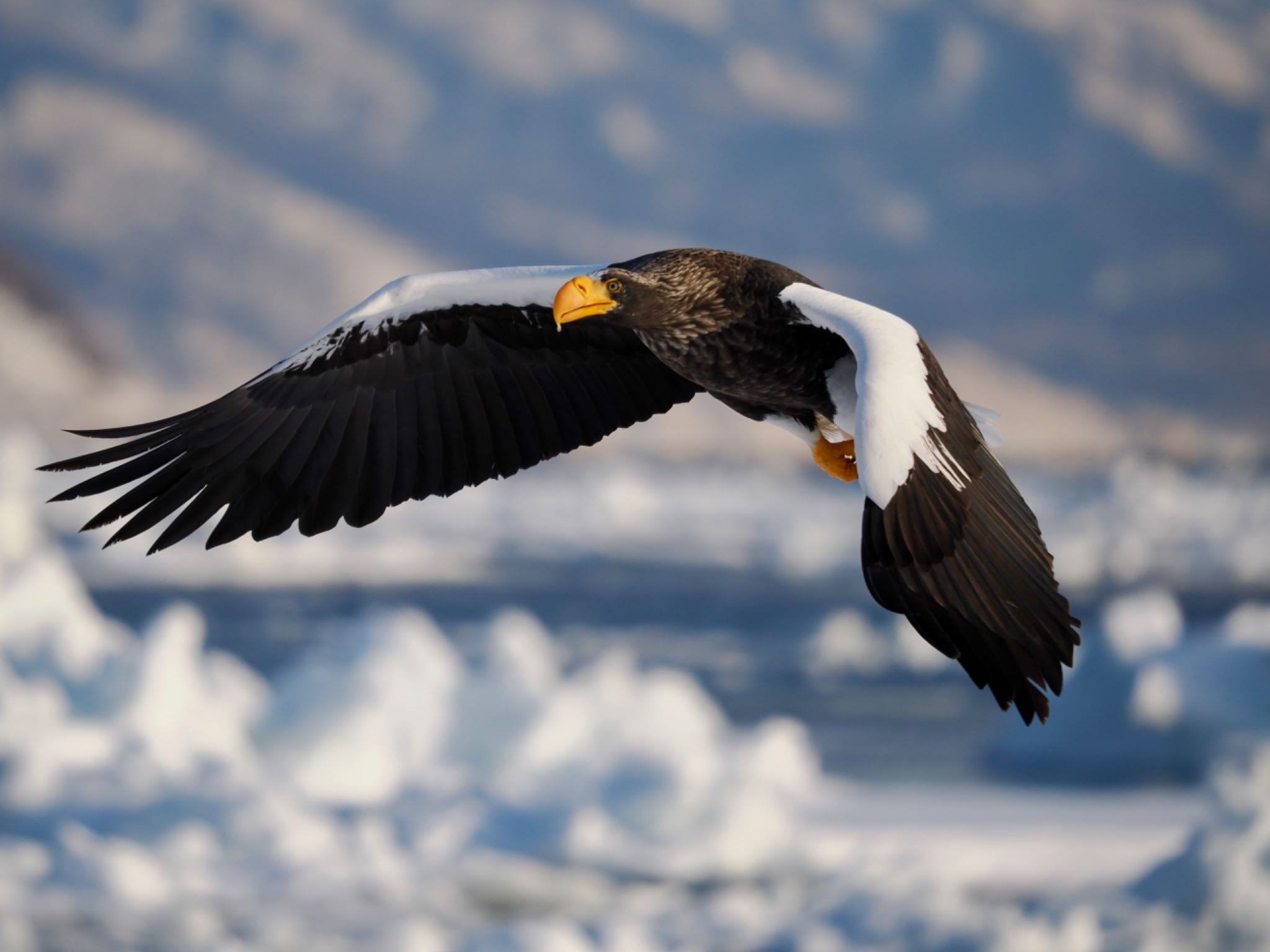 Photo of Steller's Sea Eagle at 羅臼ネイチャークルーズ by 孝一