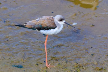 Black-winged Stilt 喜瀬川 Sun, 2/4/2024