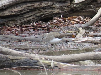 Green Sandpiper Akigase Park Thu, 3/7/2024