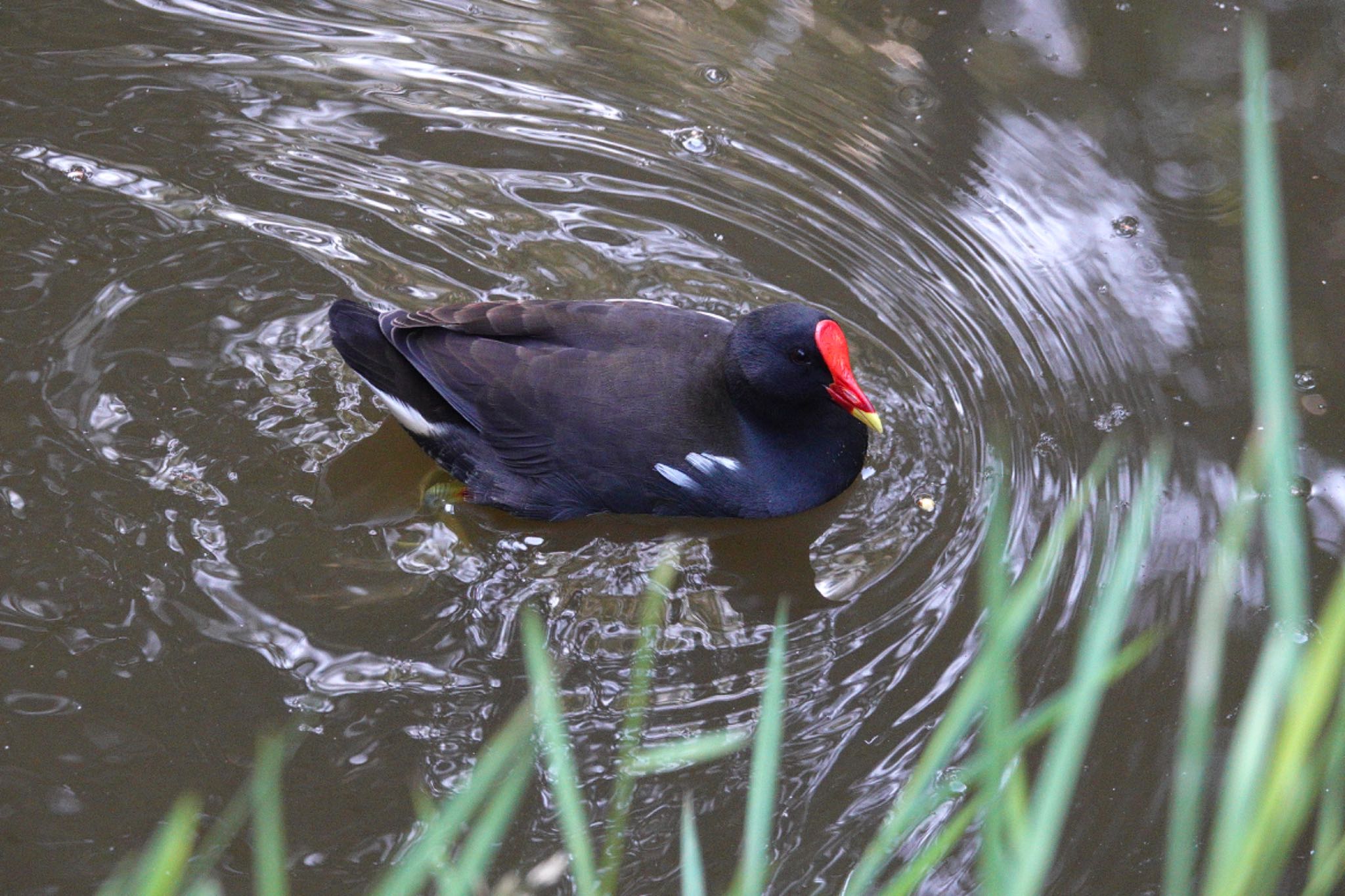 Common Moorhen