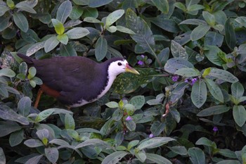 White-breasted Waterhen 青年公園(台湾) Fri, 1/19/2024