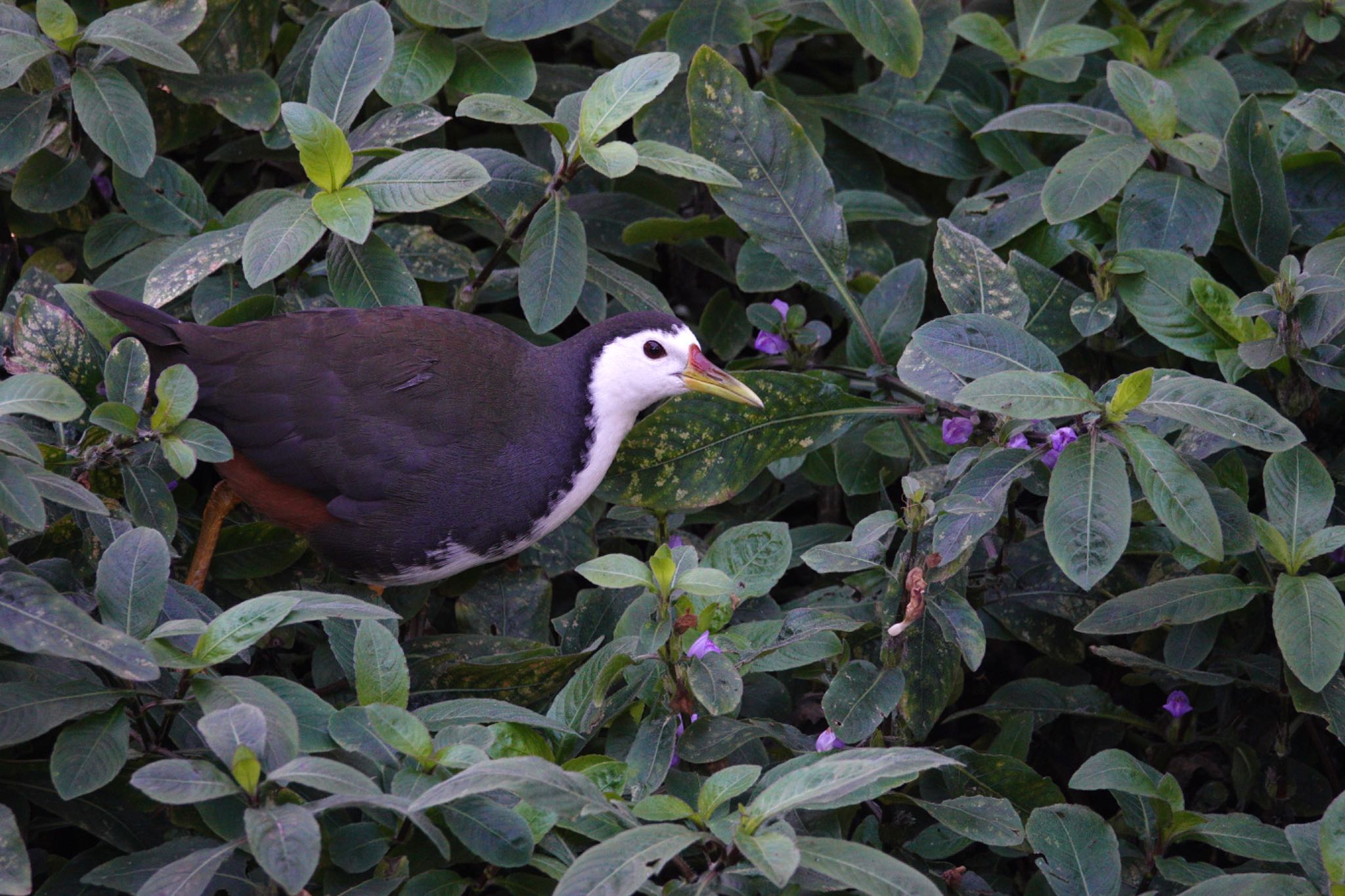 White-breasted Waterhen