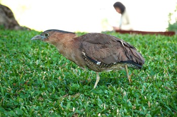 Malayan Night Heron 青年公園(台湾) Fri, 1/19/2024