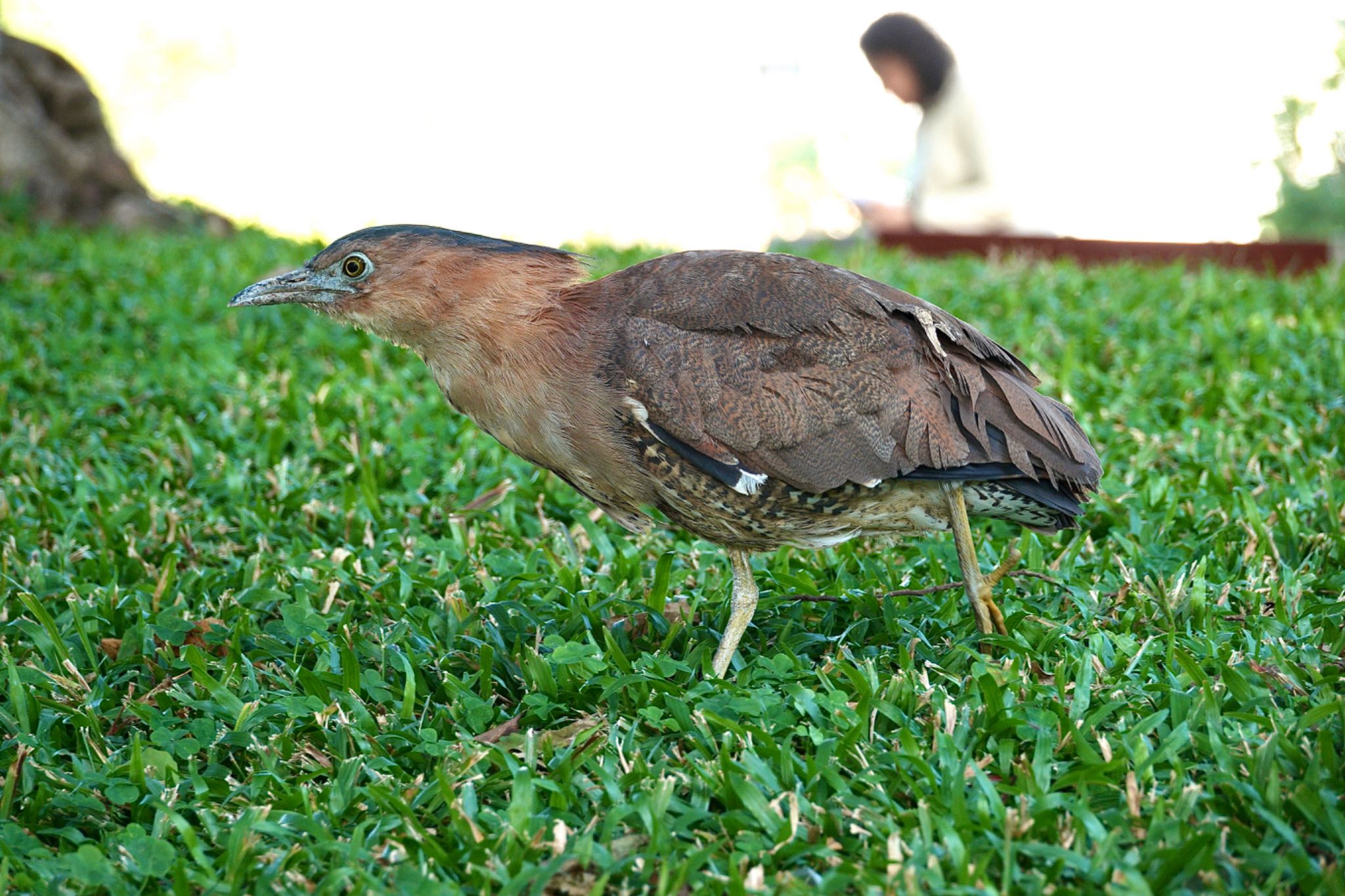 青年公園(台湾) ズグロミゾゴイの写真 by のどか