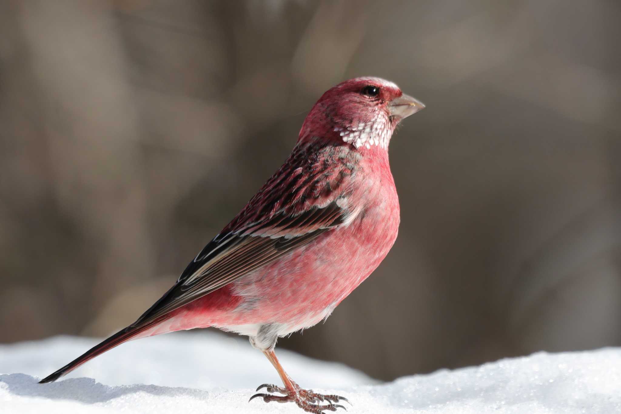 Photo of Pallas's Rosefinch at Saitama Prefecture Forest Park by ひろ