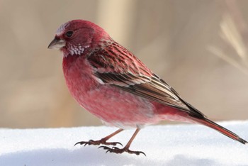 Pallas's Rosefinch Saitama Prefecture Forest Park Thu, 3/7/2024