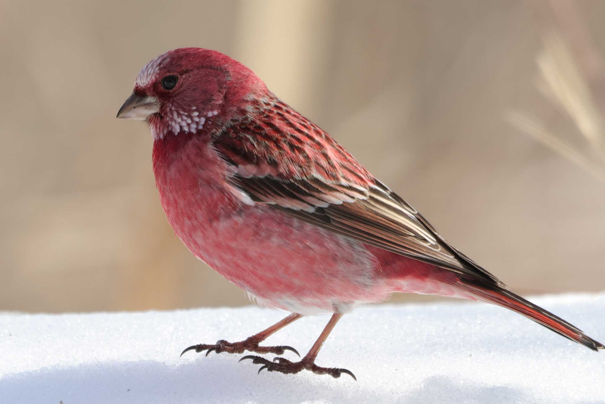 Pallas's Rosefinch