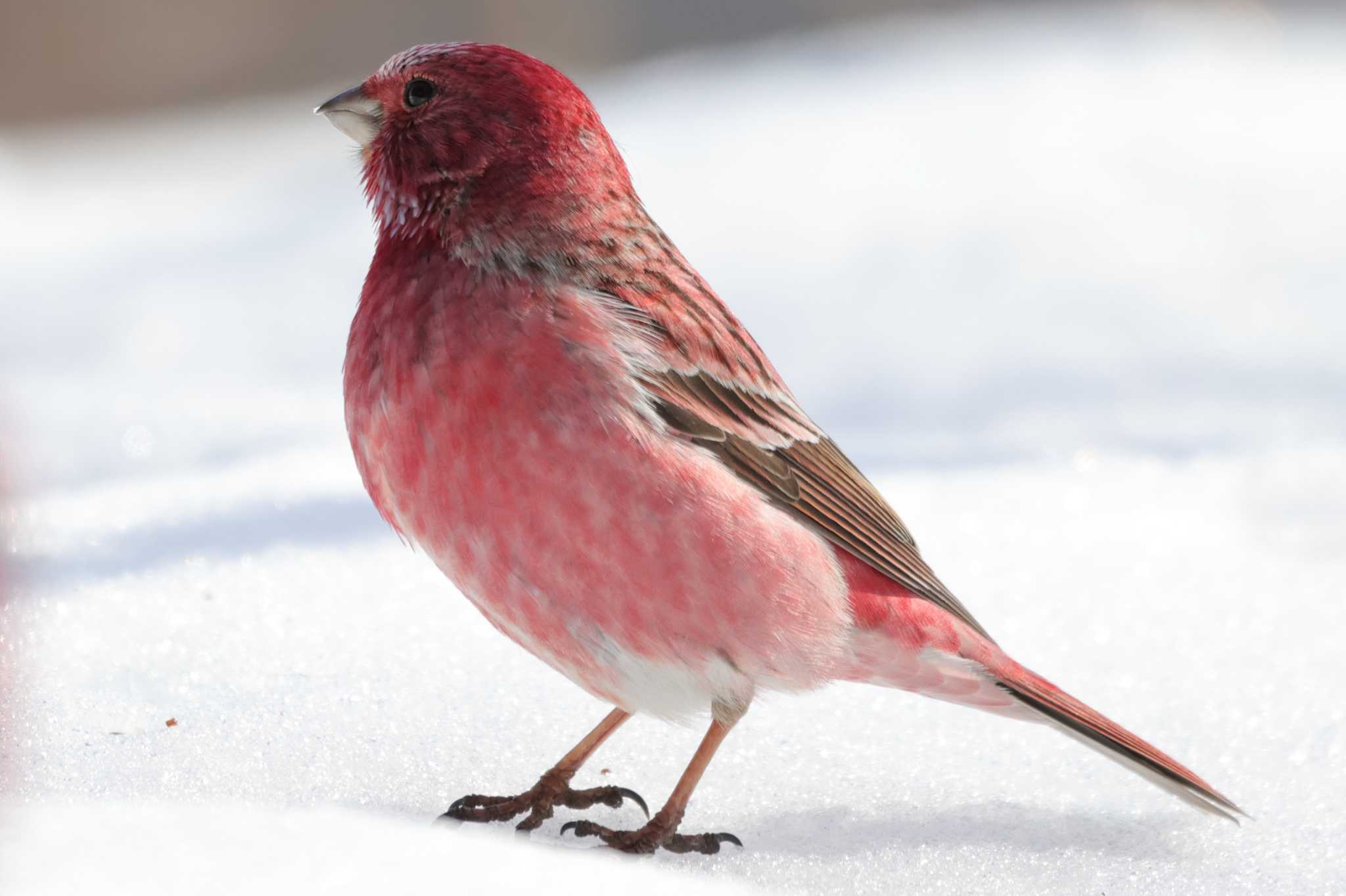 Pallas's Rosefinch