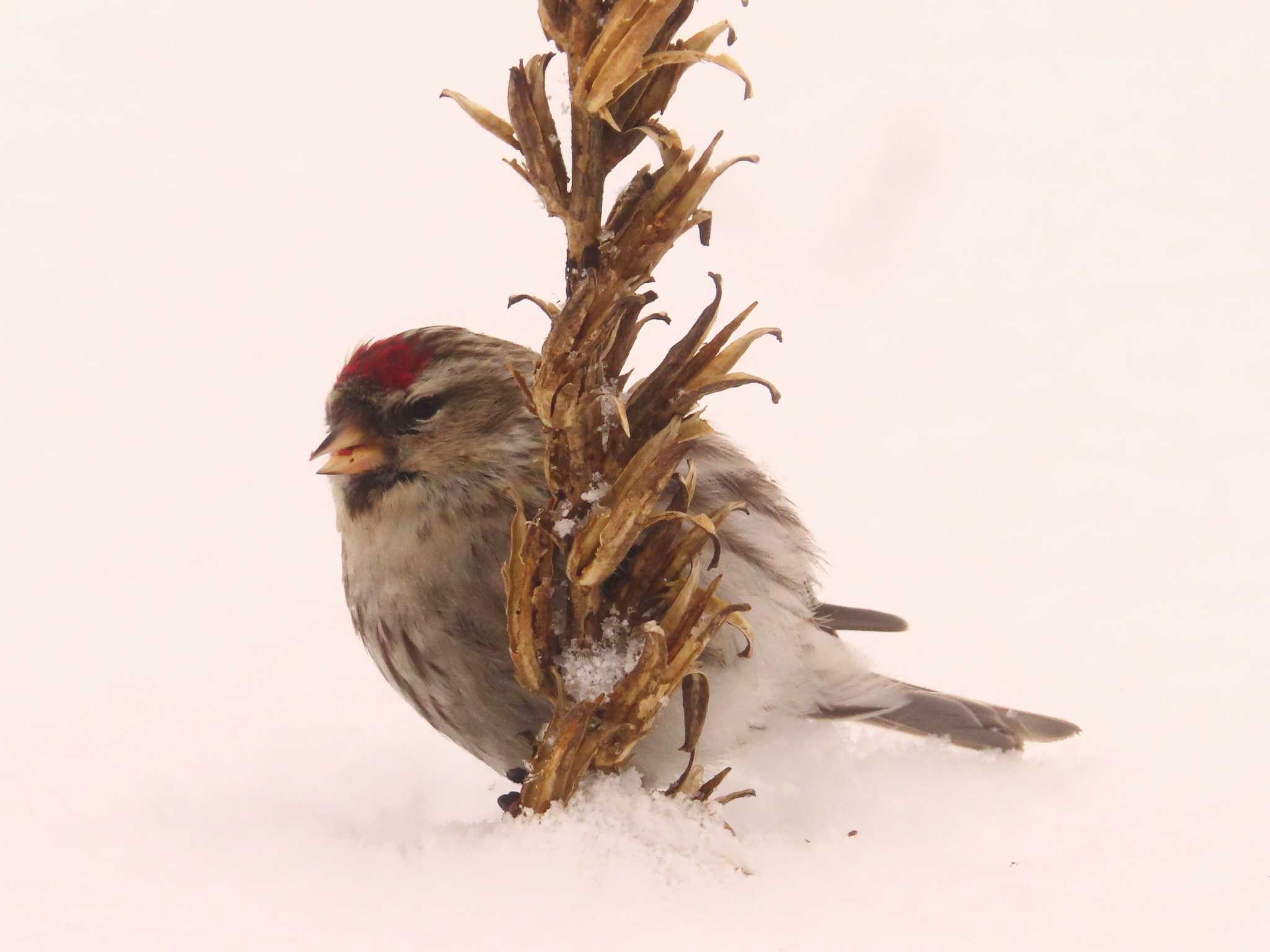 Photo of Common Redpoll at Makomanai Park by ゆ