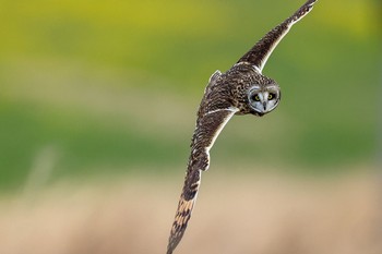 Short-eared Owl Unknown Spots Sat, 3/2/2024