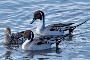 Northern Pintail 夏目の堰 (八丁堰) Sat, 2/10/2024