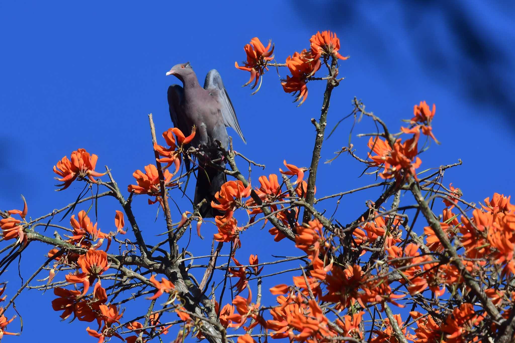 Photo of Red-billed Pigeon at コスタリカ by でみこ