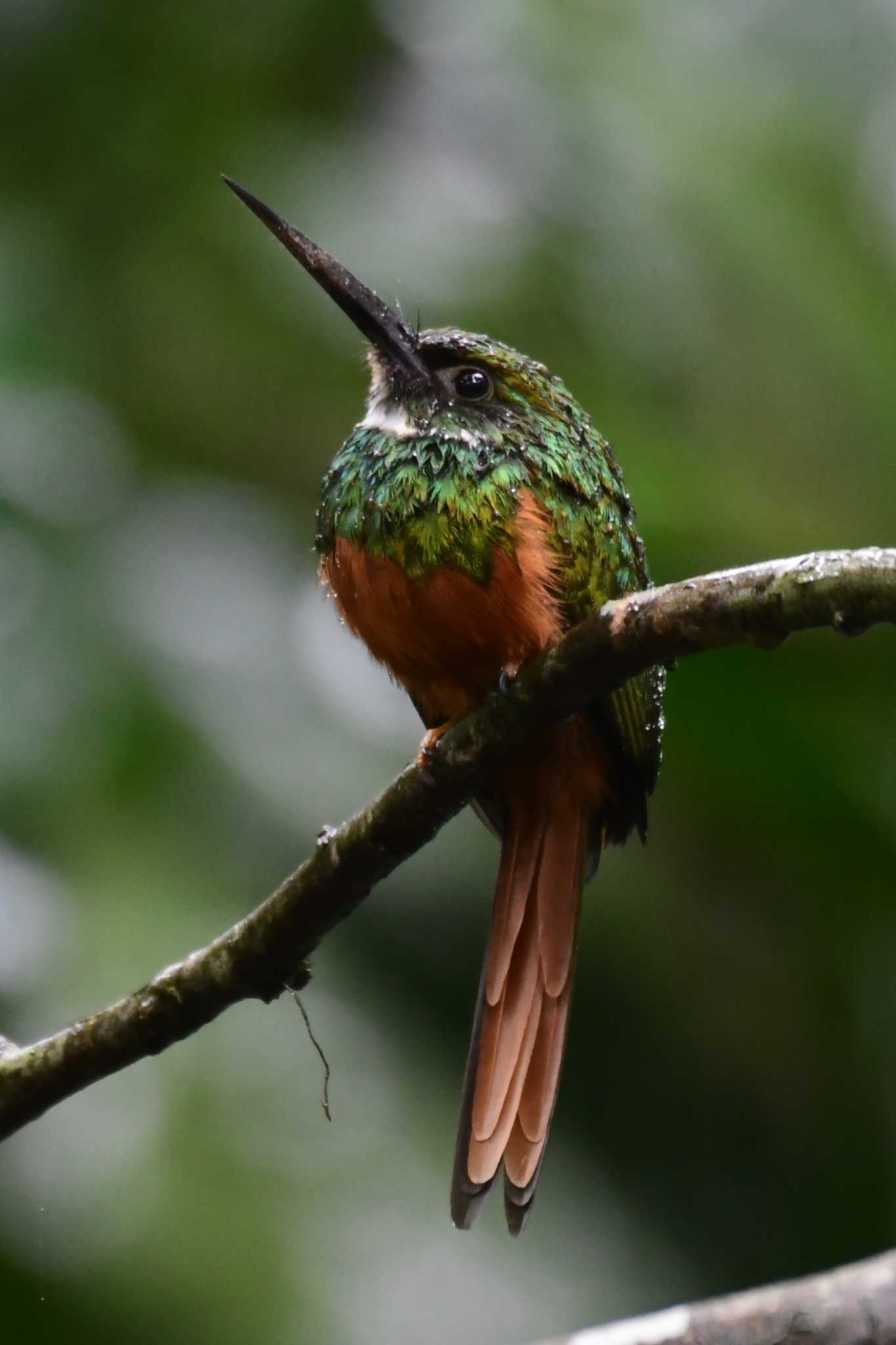 Photo of Rufous-tailed Jacamar at コスタリカ by でみこ