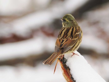 Masked Bunting Komiya Park Fri, 3/8/2024