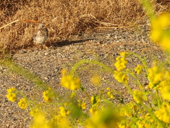 ノハラツグミ 利根川 2024年3月3日(日)