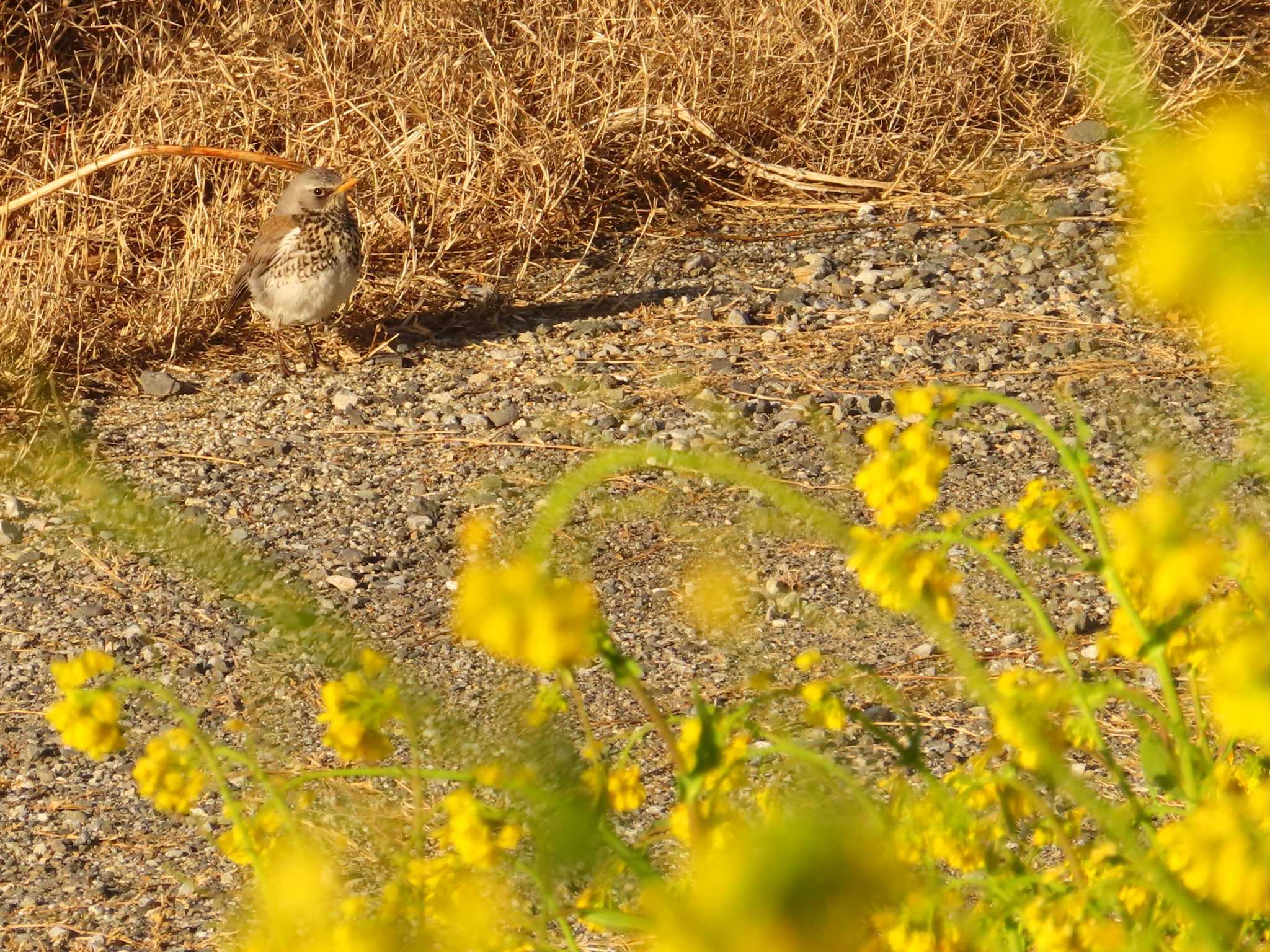 利根川 ノハラツグミの写真