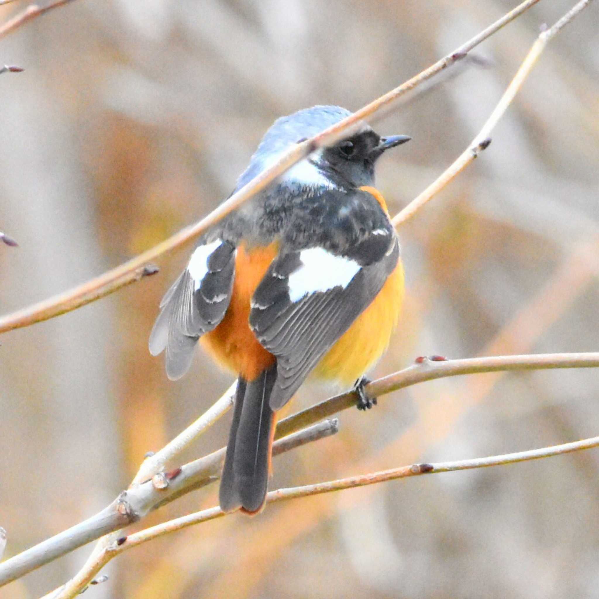 後ろ姿は白髪長髪🐦♂