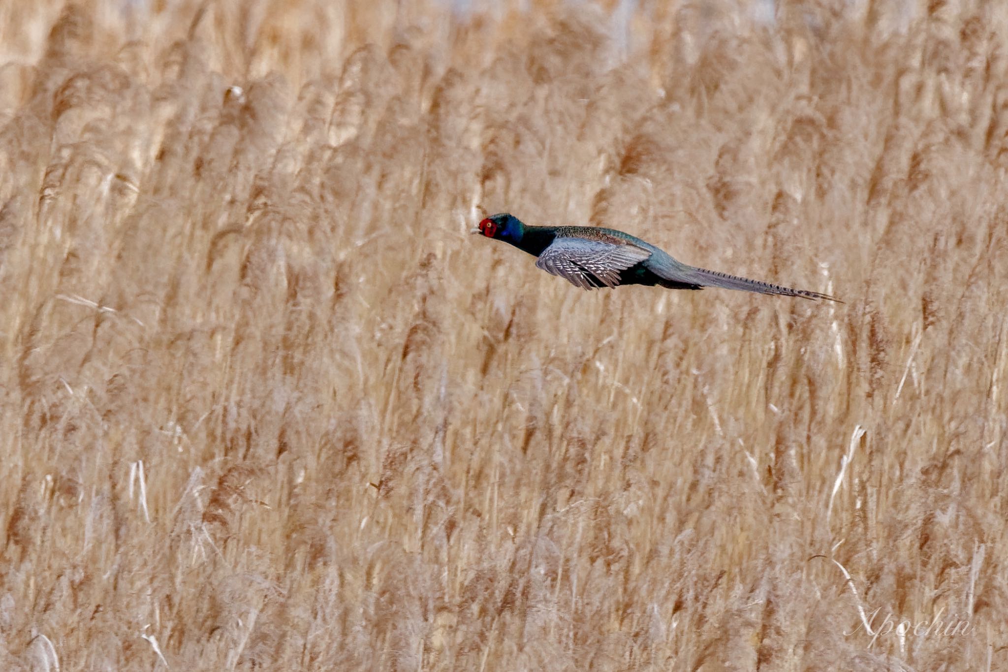 Photo of Green Pheasant at 夏目の堰 (八丁堰) by アポちん