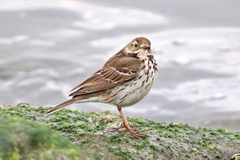 Water Pipit Kasai Rinkai Park Thu, 3/7/2024