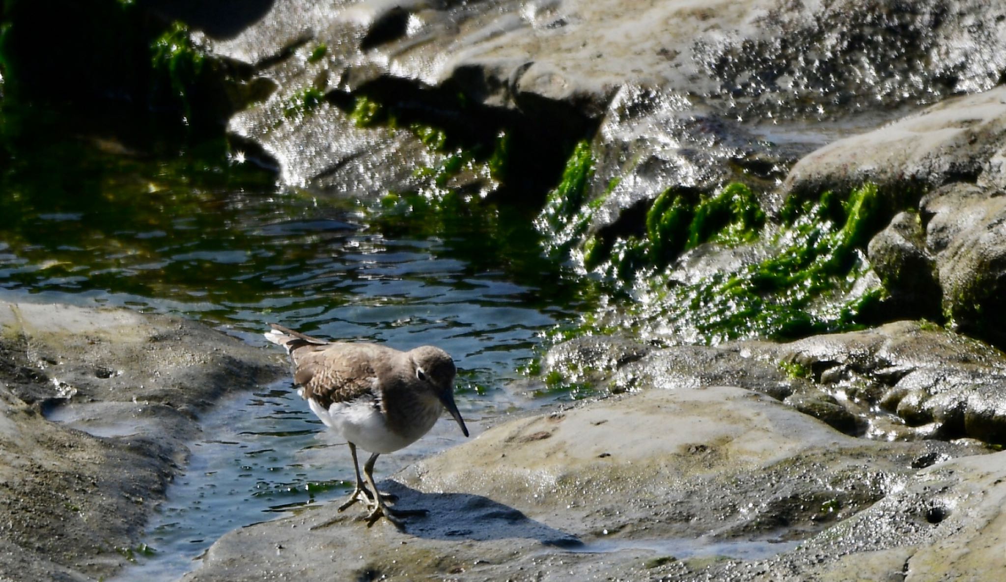 腰ふりダンスしながら苔を食べてました😄