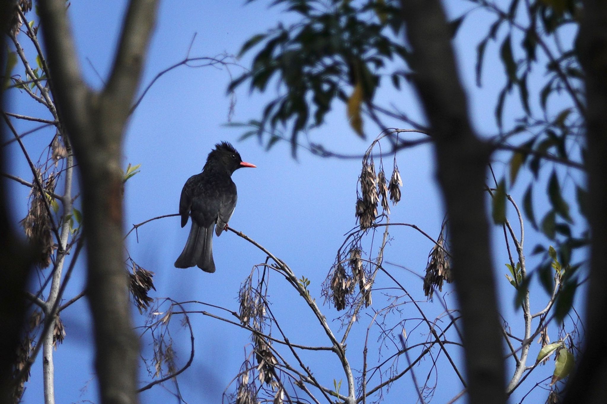 Black Bulbul