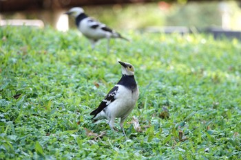 Black-collared Starling 青年公園(台湾) Fri, 1/19/2024