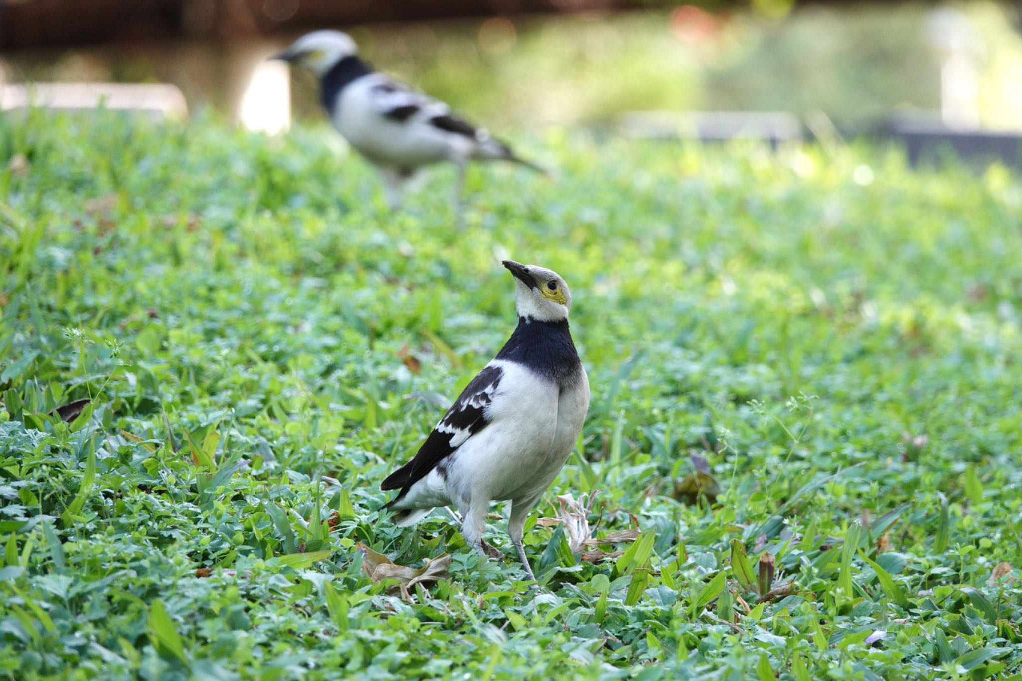 Photo of Black-collared Starling at 青年公園(台湾) by のどか