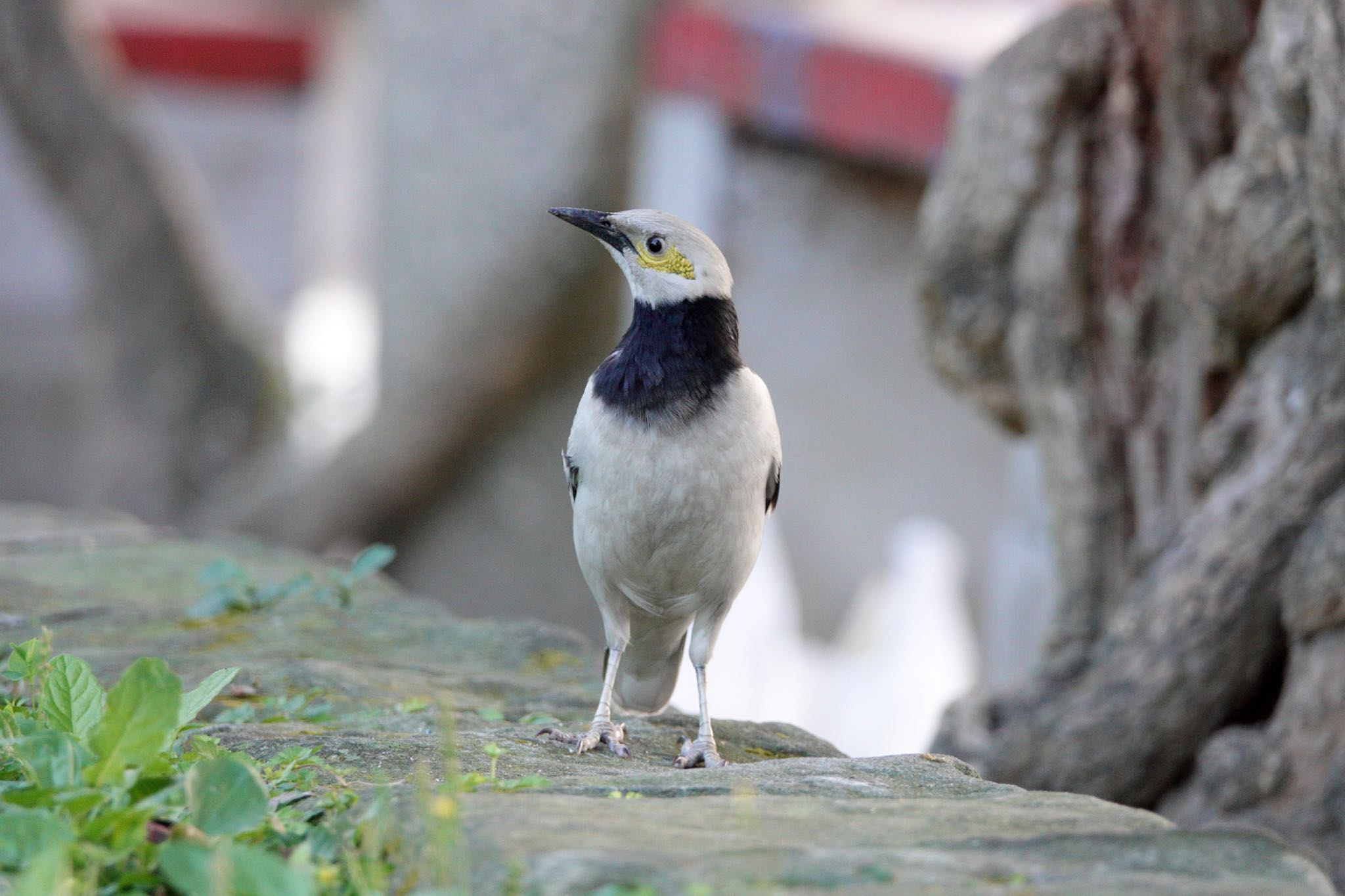 青年公園(台湾) クビワムクドリの写真