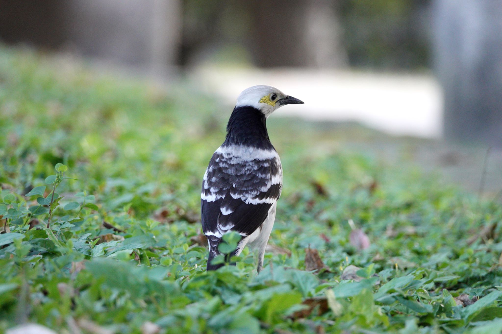 青年公園(台湾) クビワムクドリの写真 by のどか