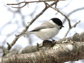 コガラ 野幌森林公園 2024年3月8日(金)