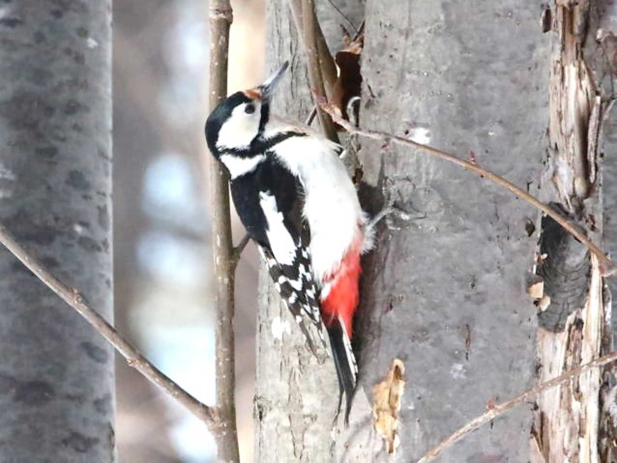 野幌森林公園 アカゲラの写真