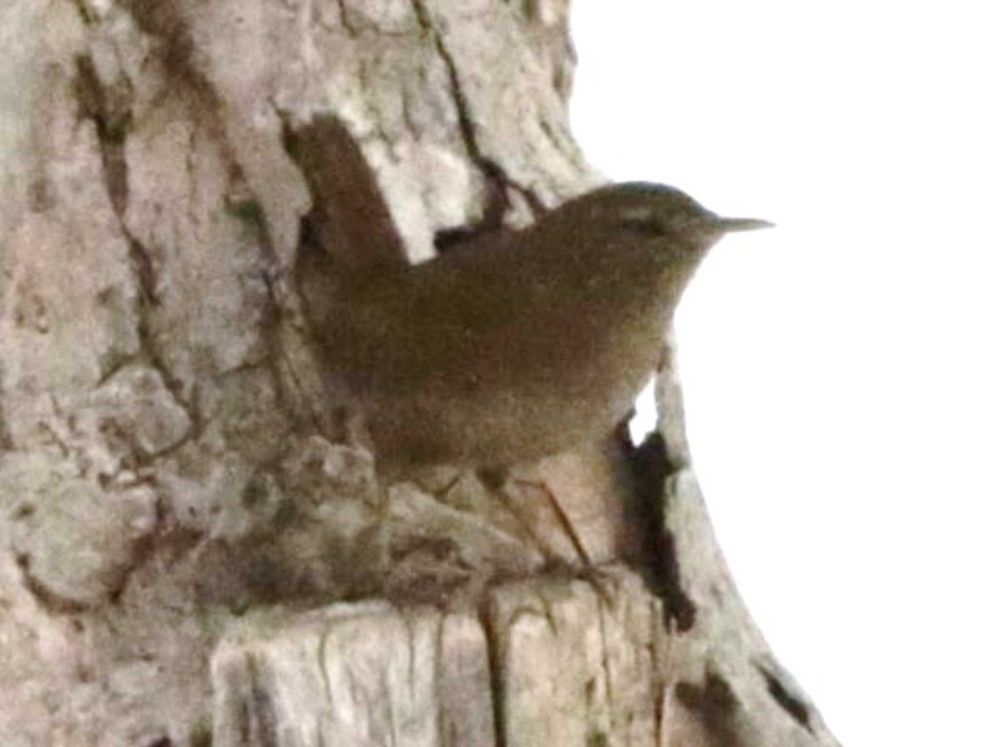 野幌森林公園 ミソサザイの写真