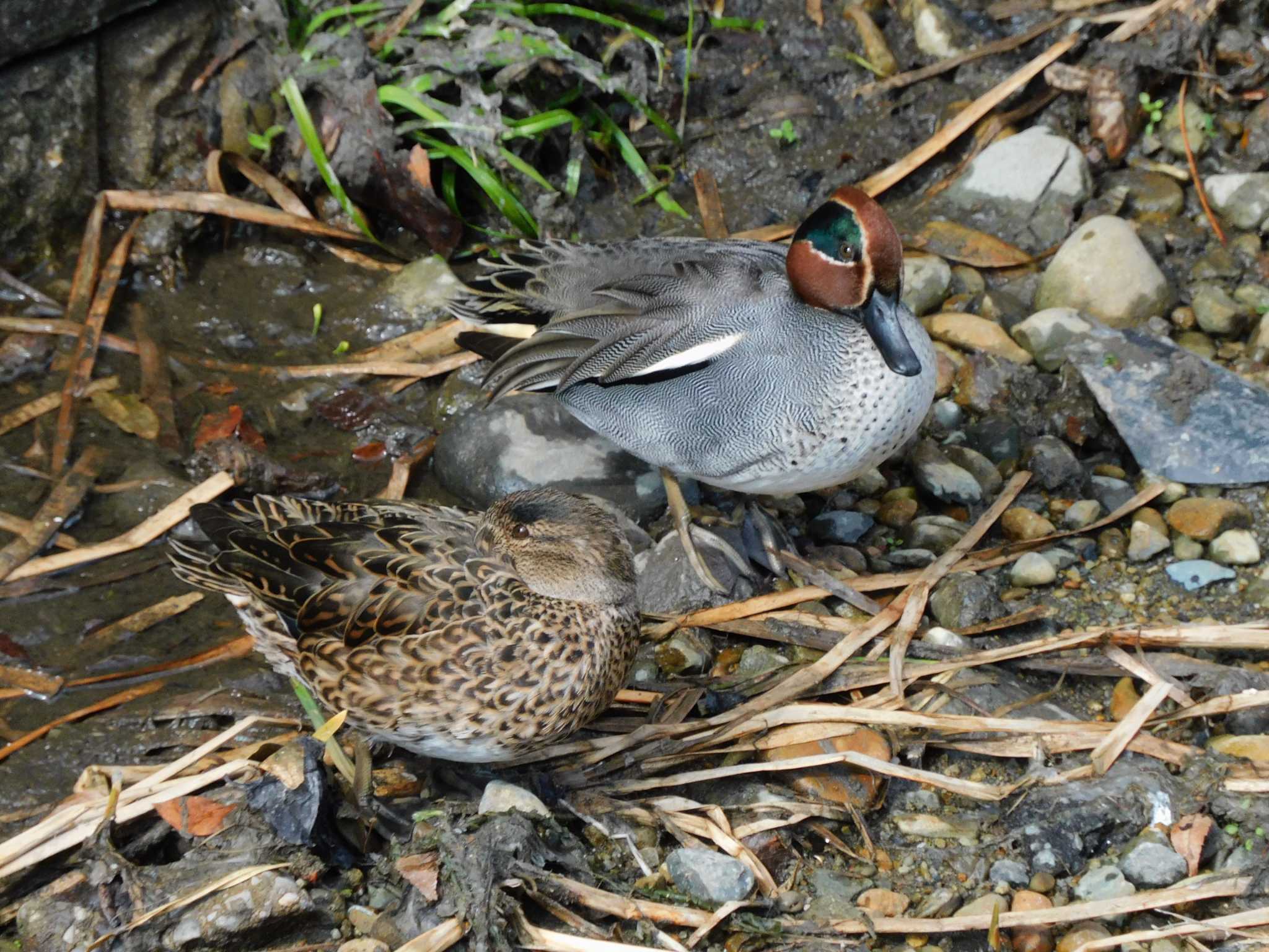 平和の森公園、妙正寺川 コガモの写真