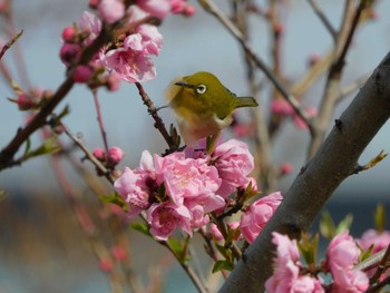 メジロ 平和の森公園、妙正寺川 2024年3月8日(金)