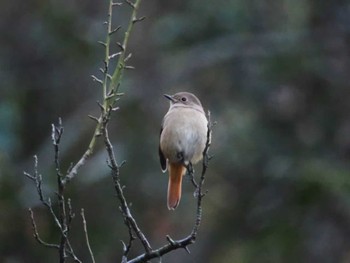 Daurian Redstart 福岡市西区 Sat, 12/3/2022