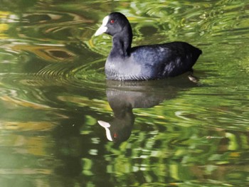 Eurasian Coot 福岡市西区 Sat, 12/3/2022