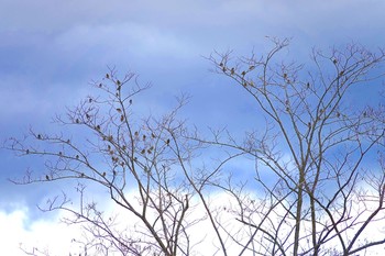 カワラヒワ 羽村堰 2018年12月5日(水)