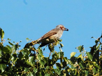 Brown-eared Bulbul 福岡市西区 Sat, 12/3/2022