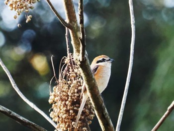 Bull-headed Shrike 福岡市西区 Sat, 12/3/2022