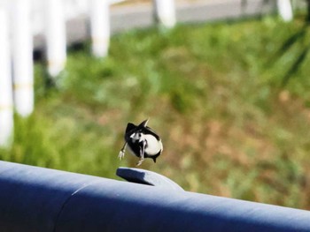 Japanese Tit 福岡市西区 Sat, 12/3/2022