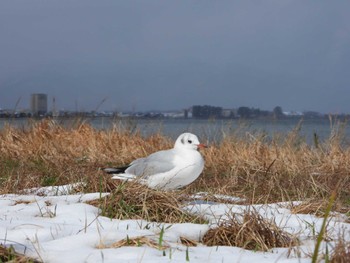 ユリカモメ 新旭水鳥観察センター 2024年3月2日(土)