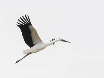 コウノトリ 筑前町(福岡県) 2022年11月30日(水)