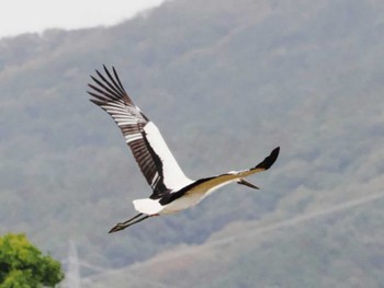 2022年11月30日(水) 筑前町(福岡県)の野鳥観察記録