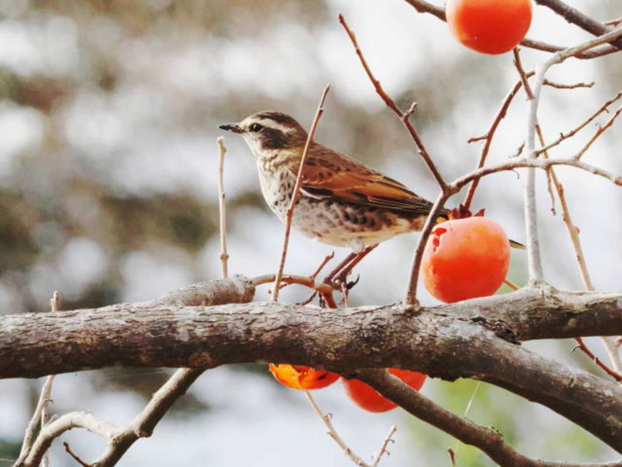 Dusky Thrush