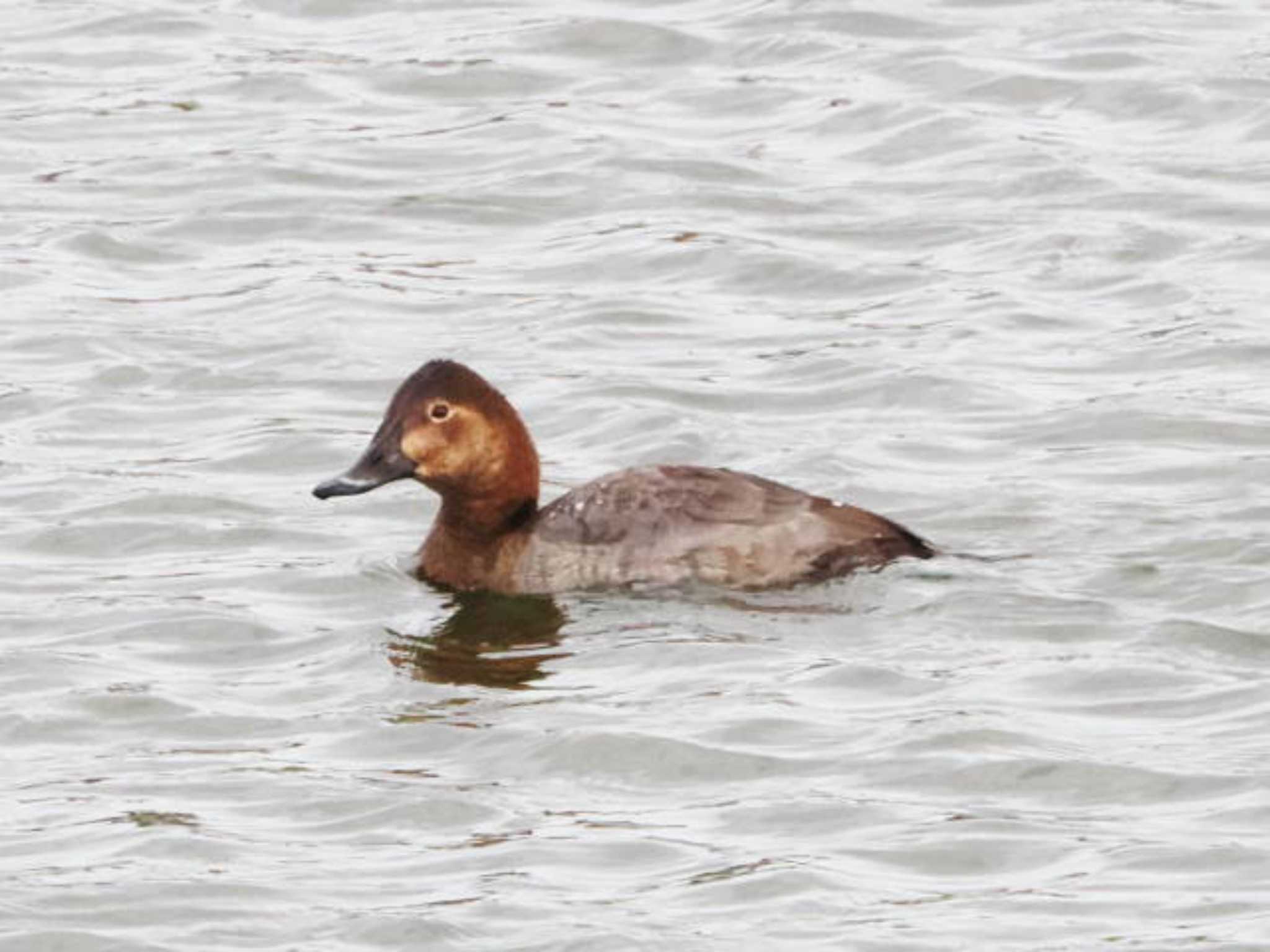 Common Pochard