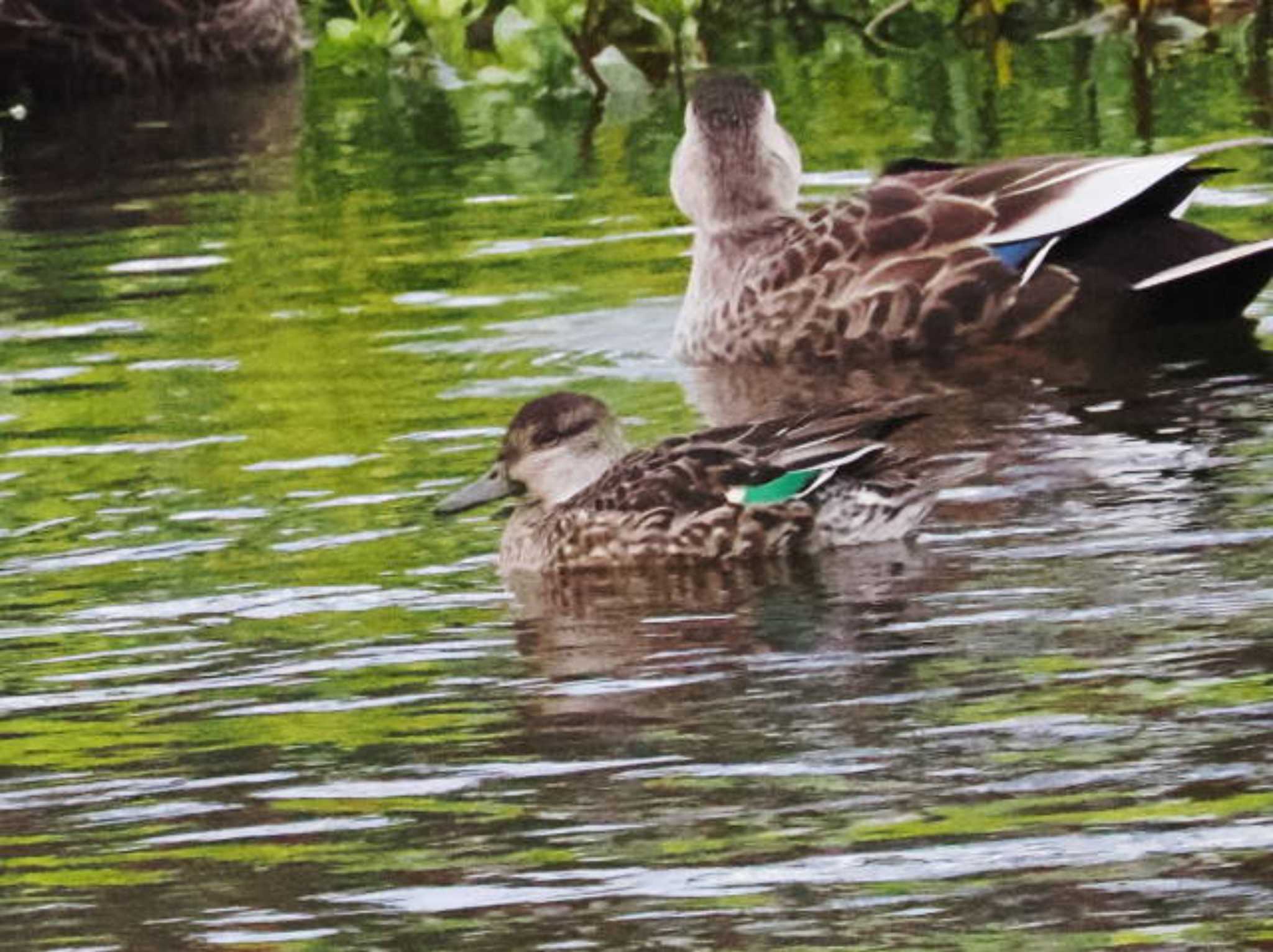 Eurasian Teal