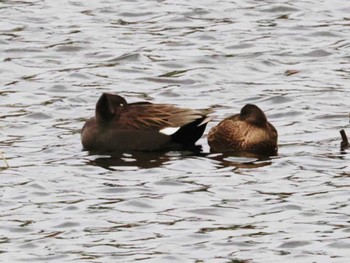 Gadwall 筑前町(福岡県) Wed, 11/30/2022